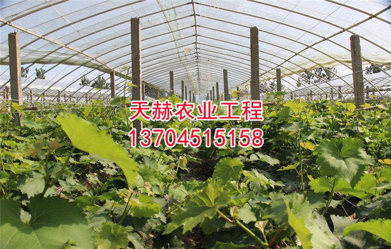 大棚温室葡萄