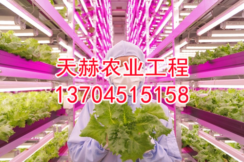 LED光植物工厂