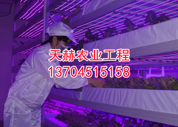 LED植物生长照明系统