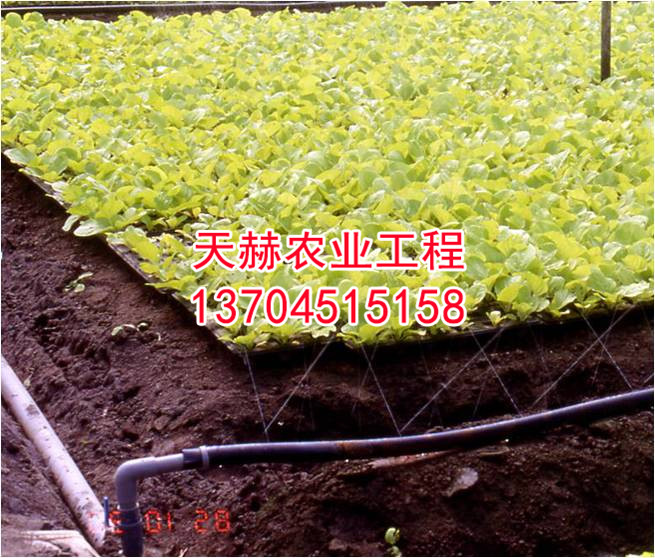 轻型固体有机基质穴盘叶菜栽培