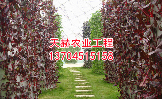 鸟巢温室内部图